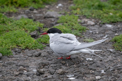 Bird perching on a land