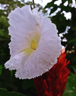 Close-up of white hibiscus blooming outdoors