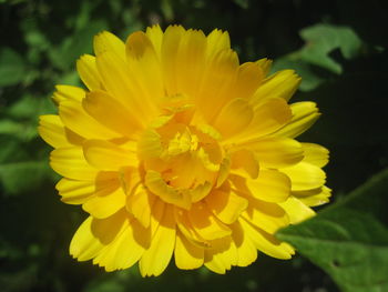 Close-up of yellow flowering plant