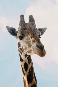 Close-up of giraffe against sky