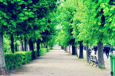 Trees and plants in row