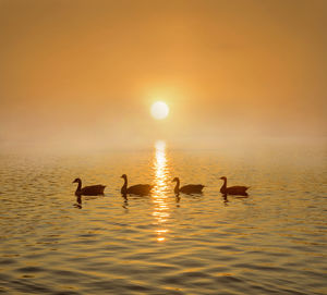 Ducks swimming in lake at sunset