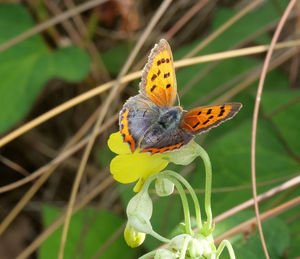 Close-up of butterfly pollinating on flower