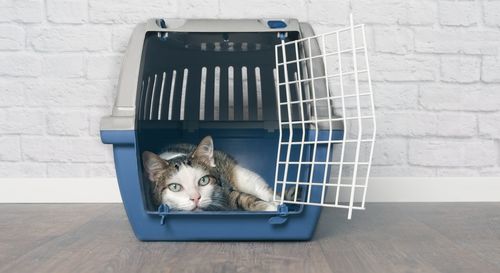 Old tabby cat lies in a travel crate.