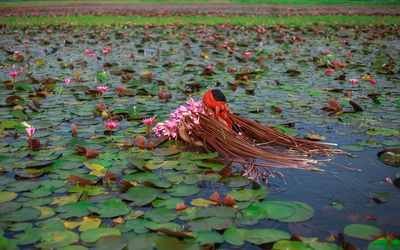 Man carrying lotus water lilies in pond