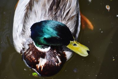 Green mallard head