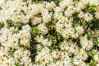 High angle view of white flowering plants