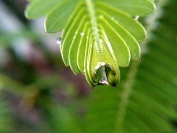 Close-up of water drops on plant