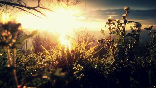 Sun shining through trees