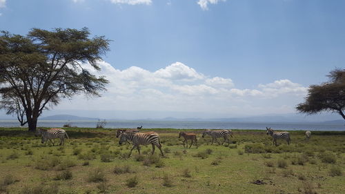 Scenic view of field against sky
