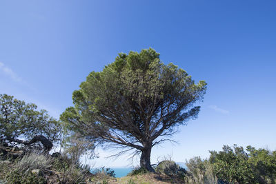 Low angle view of trees against clear blue sky