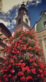 Low angle view of pink flowers