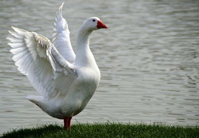 Bird against lake