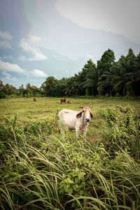 grass
