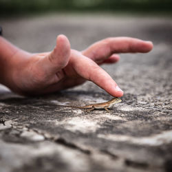 Close-up of hand touching lizard on road