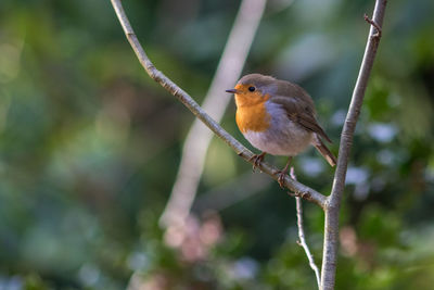 Close-up of bird perching on branch