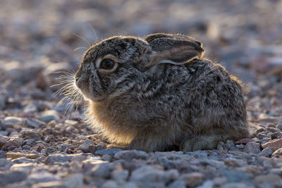 Close-up of bunny sitting on field