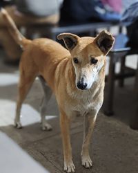 Portrait of dog standing outdoors