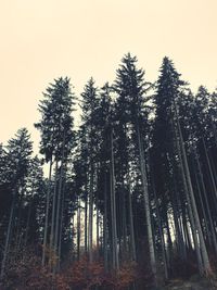 Low angle view of bamboo trees in forest