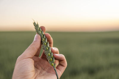 Cropped hand holding plant