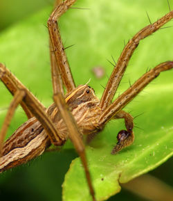 Close-up of insect on plant