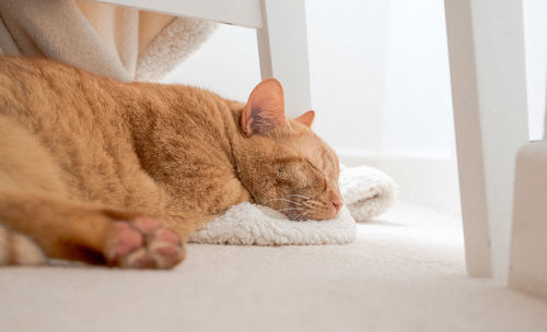 Close-up of a cat sleeping