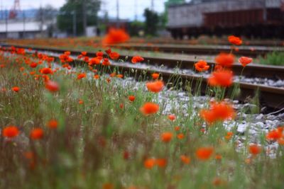 Surface level of flowerbed against railway tracks