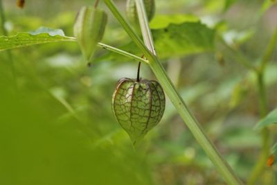 Close-up of insect on leaf