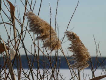 Low angle view of bird on plant against sky