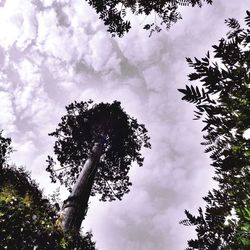 Low angle view of tree against sky