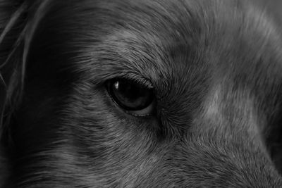 Close-up portrait of a dog