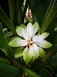 Close-up of flower blooming outdoors