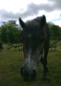 Close-up of horse grazing on field