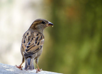 Close-up of a female sparrow perching on wood