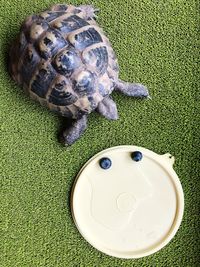 High angle view of a turtle on field