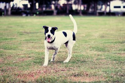 Dog on field