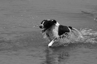 Dog running in a lake