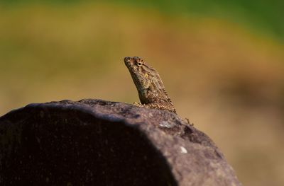 Close-up of lizard on rock