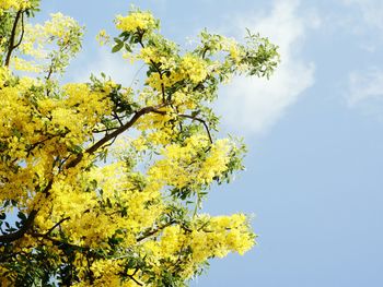 Low angle view of flowering plant against sky