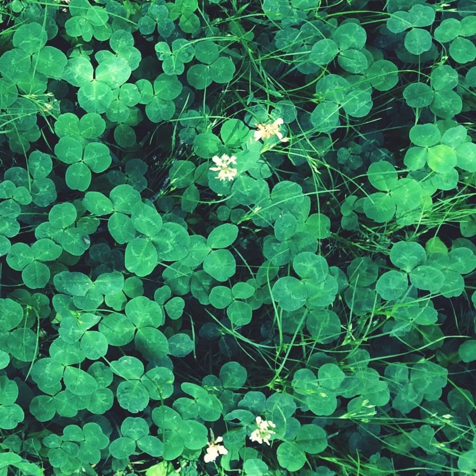 Clover