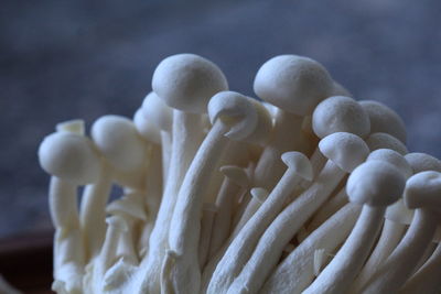 Close-up of mushrooms