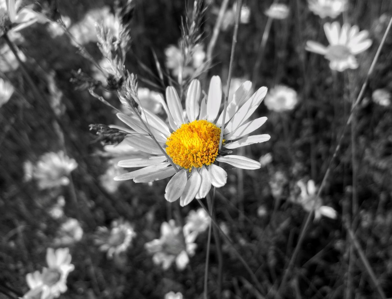 CLOSE-UP OF YELLOW FLOWER BLOOMING IN PARK