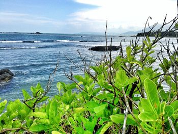 Plants growing by sea against sky
