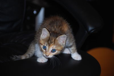 Close-up portrait of a cat at home