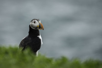 Close-up of puffin on grassy field