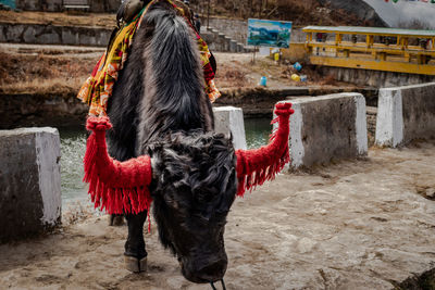 Yak decorated for tourist at morning