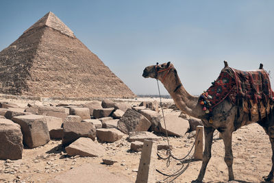 Camel stands in front of pyramid of khafre at background. giza plateau, greater cairo, egypt