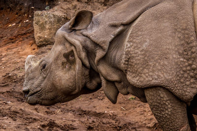 Close-up of elephant in zoo