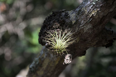 Close-up of flower on tree trunk