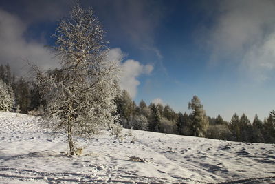 Trees on snow covered landscape against sky